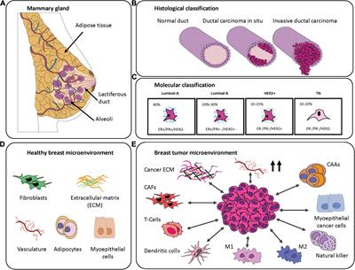 Frontiers | Engineering Breast Cancer On-chip—Moving Toward Subtype ...